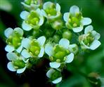 Capsella bursa-pastoris